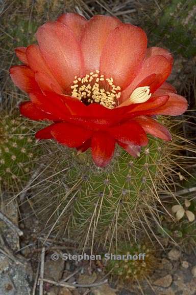 7echinopsis huascha 2 graphic